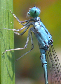 Attenuated Bluet